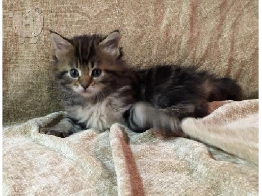 Maine Coon Kittens προς πώληση